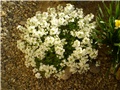 arabis